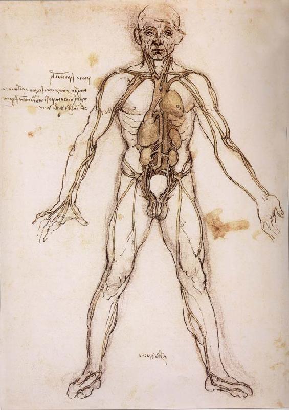 LEONARDO da Vinci You branching of the Blutgefabe, anatomical figure with heart kidneys and Blutgefaben France oil painting art